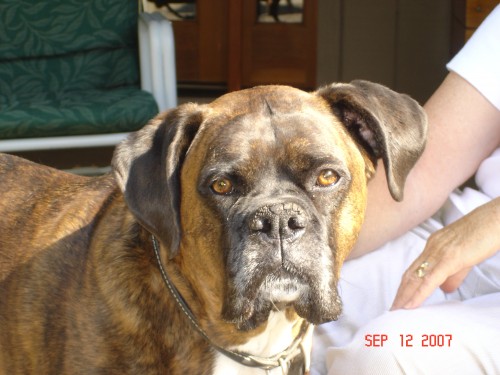 Sue has two boxers, Ben and Duke.  This is Duke - he's my favorite!