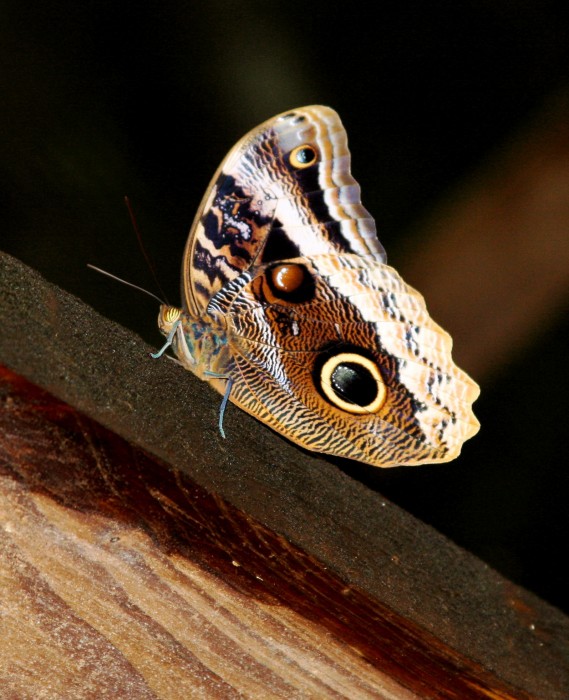 The place had a butterfly house.