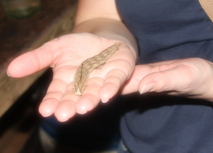 Hannah holding a caterpillar