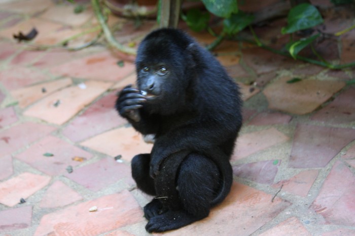 They also had a young howler monkey named Gumbo