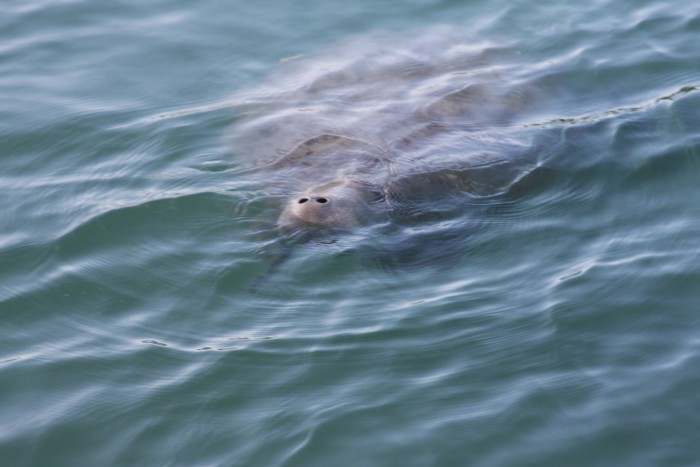Manatee nose