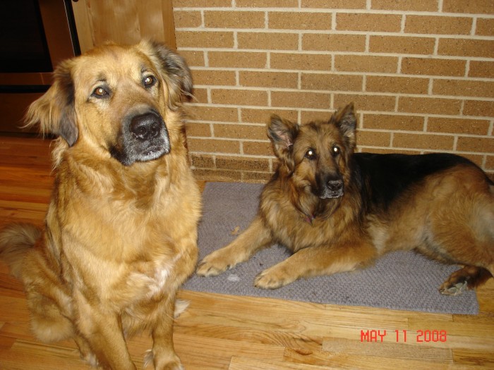 Happy Granddogs!  No pie, but they got to lick the plates!