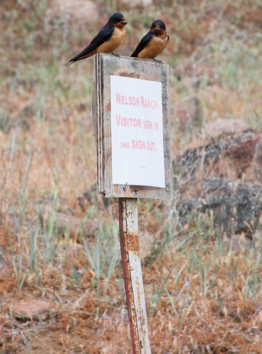 These guys were living in the entryway to the ranch house.