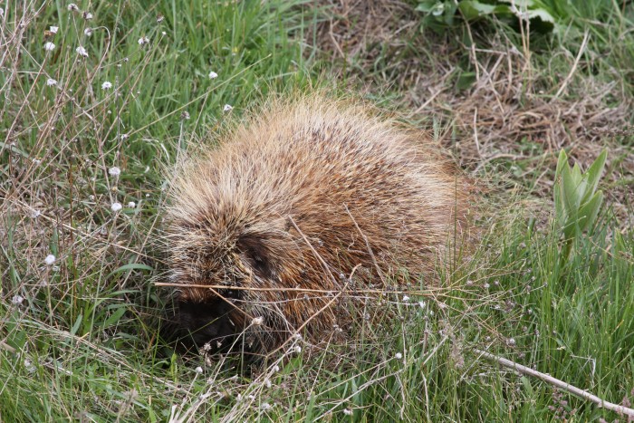 Hannah found a porcupine