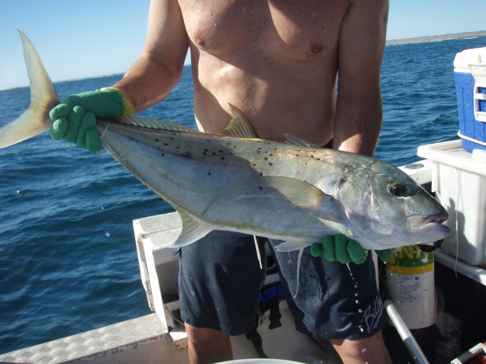 These trevally have turned out to be really interesting.  They are pelagic, but surprisingly seem to stick around the same bit of reef, just going up and down a stretch and in and out of a couple of reef passes.