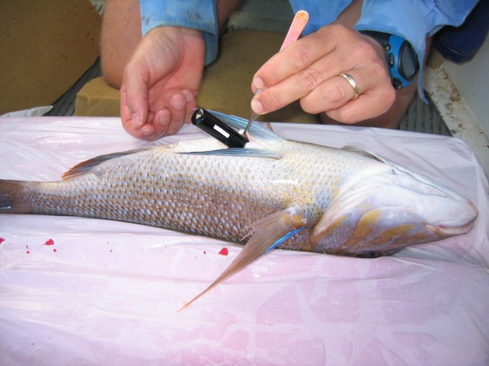 These tags last for 12-18 months and have a coded acousting ping that lets us know which fish is where. this one is going into a spangled emperor, one of the main species caught on the reef.  One of the Spangled Emperor we tagged in November last year was caught by someone in May, very close to where we tagged it, in a protected area.  Amazingly they returned the tag!