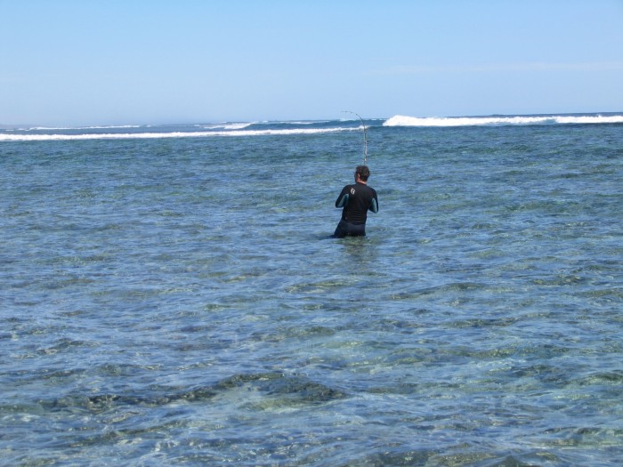 We were also tagging sharks, here I am trying to stop a black tip reef shark from getting into the coral.  Sight fishing for reef sharks could become quite a popular sport.....