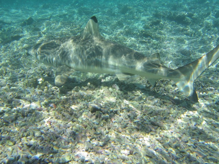 Here is the shark, on its way home.  This species seems to move a lot up and down the reef, but possibly this is due to the majority of the sharks being tagged in &quot;nursery&quot; areas.  This one was not in a nursery so it will be interesting to see whether such sharks also move long distances from the point of capture.