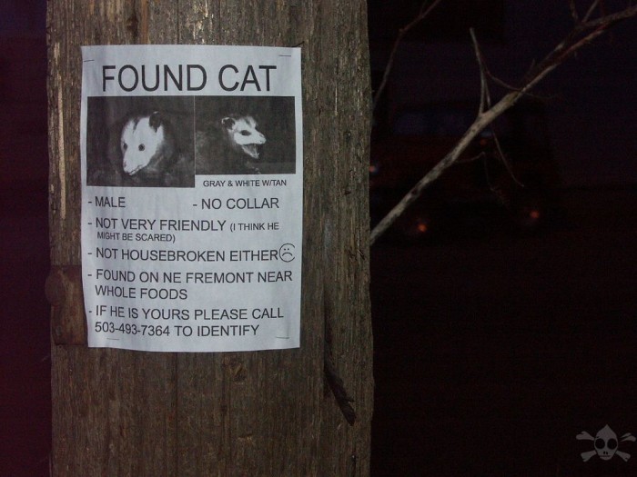 401_PDX_NE_lost_cat_2.jpg