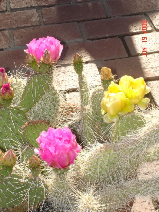 These are the &quot;One Day&quot; blossoms on our local cactus.