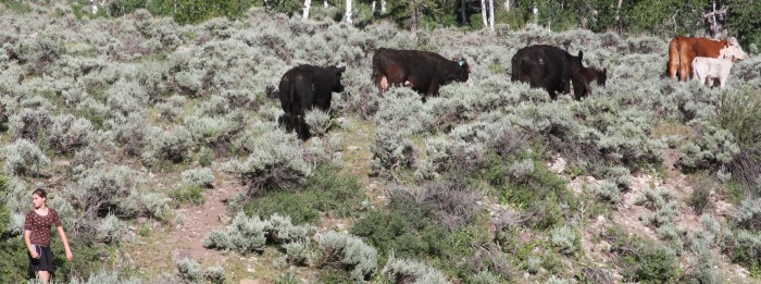 Deirdre chased the cows away when they got too close to camp.