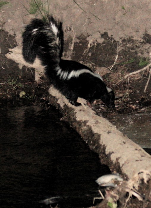 Deirdre saw this skunk that was walking through the campsite