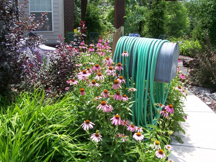 Cone flowers