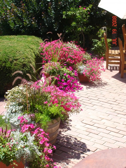 Living downstairs, we talk to the petunias a lot.  It helps!