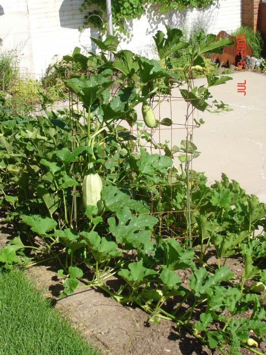 The wire frame was for pole beans - they won't have a chance competing with the spagetti squash!