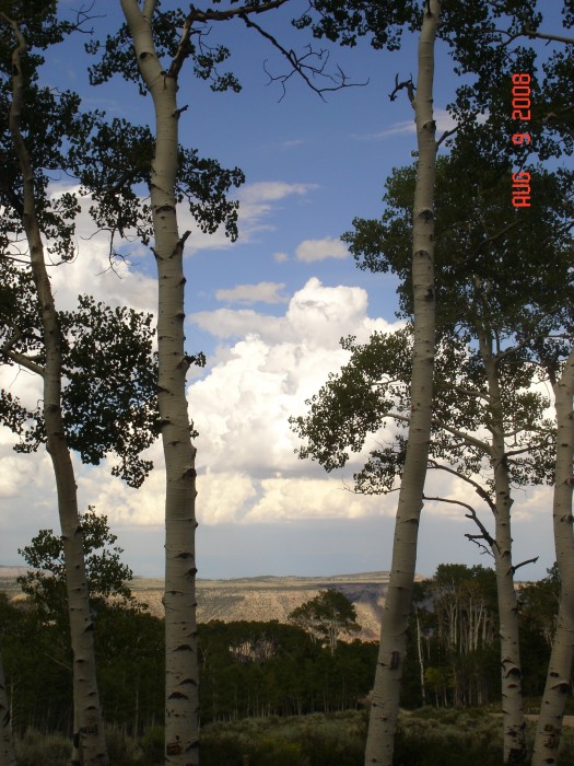 Several thunder storms the first day or so, then &quot;outbreaks of fine&quot;.