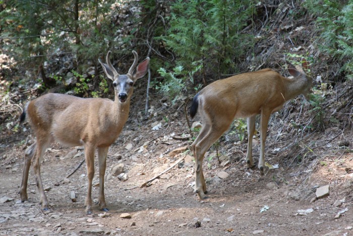 When I arrived these deer met me at the parking lot.