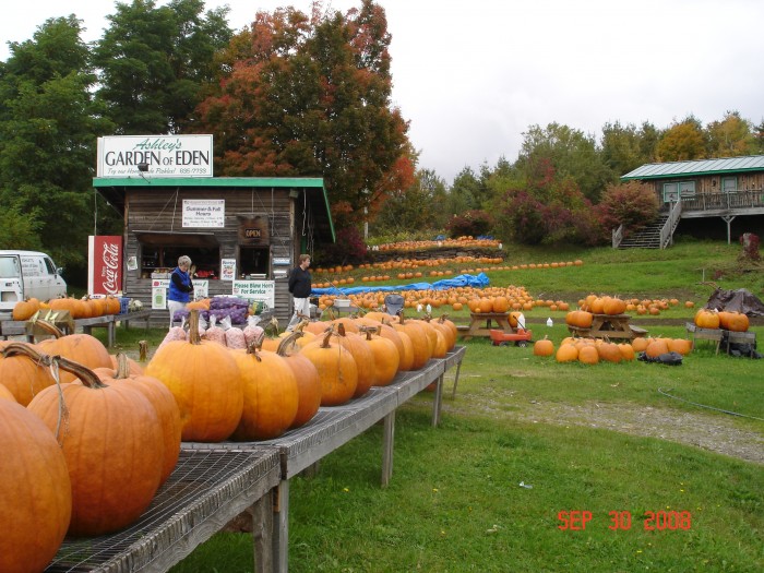 Pumpkins aplenty!