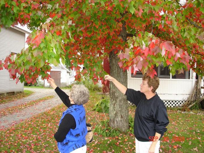 The ladies liked these leaves in transition.