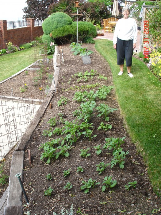 This is a potato year for Mom!  Maybe 30 plants!  Also beans, beets, and acorn, butternut, and spagetti squash in the upper garden.