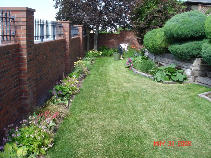 The garden along the back wall is looking good!