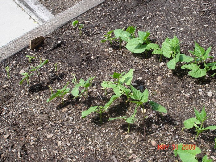 Help!  Something is eating my beans as the come up, Jon.  What do I do?