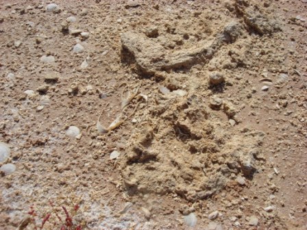 round the margins of the salt lake you can see a lot of fossil shells exposed.  the big one here is a little baler shell.