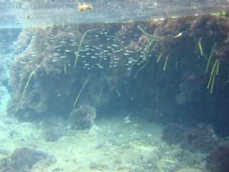 The blue holes have fish in them, these are juvenile flagtails, related to jungle perch. they should also have to get to the sea to breed, and may have been isoloated for a long time.  The only other fish in the lakes were tilapia, which some idiot must have introduced.  There were some big ones.   WE snorkeled around a bit until we started coming across dead goats floating around, which made me worry about my numerous coral cuts getting infected.  They come in for a drink, i guess they can survive on salt water, and get jostled and pushed in.