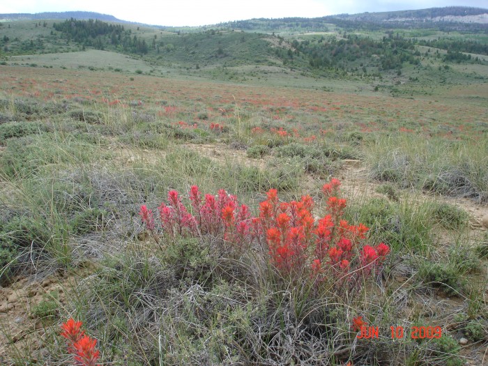 The Indian Paint Brush flowers were outstanding this year.