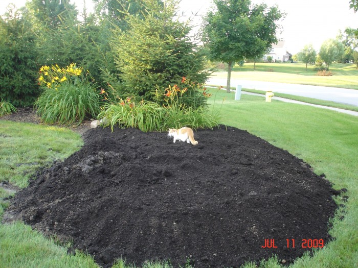 The new garden.  Jon puts the new dirt right on top of the grass!  Really, a big litter box!