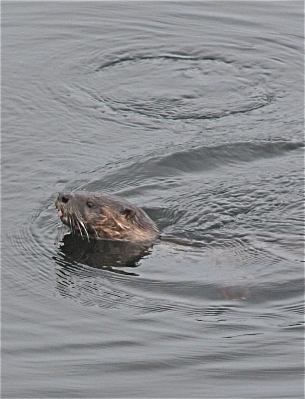 There was an otter that cleaned up all the fish guts.  Crunch.