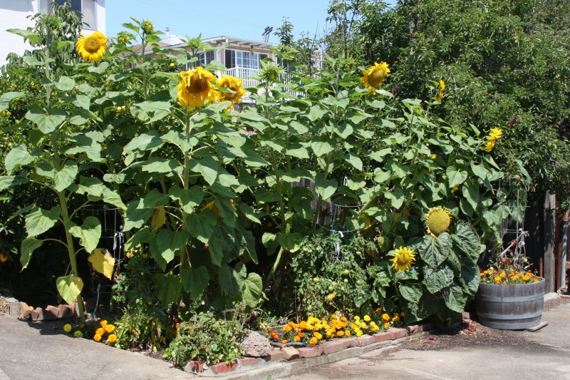 Some were planted by me and other from the bird feeder.