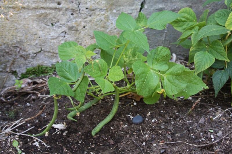 Beans.  I've been eating a lot of these.