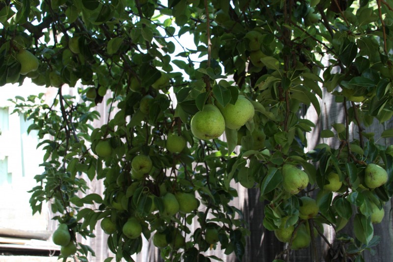 These fall on the ground before they ripen and I compost them.  What can you do with pears?