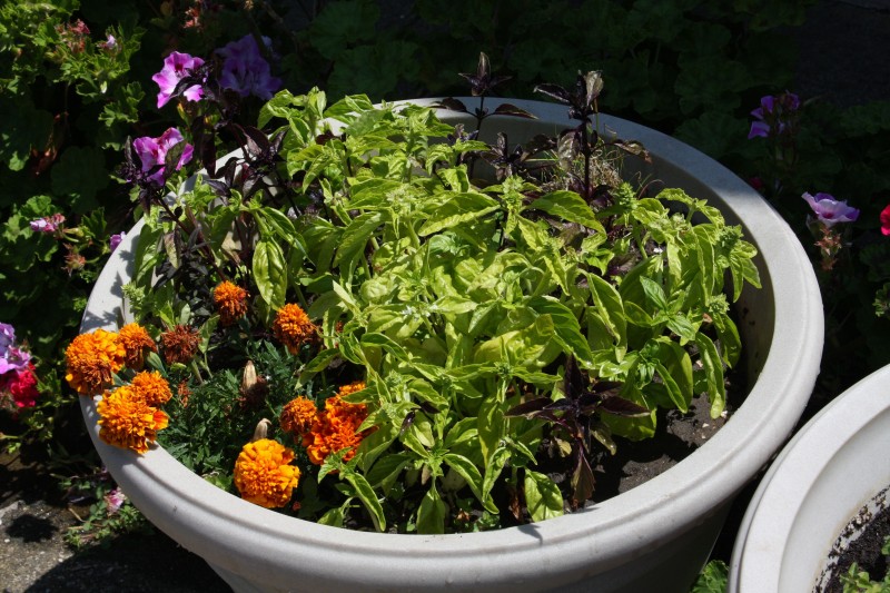 I planted basil and marigolds to keep the bugs away.