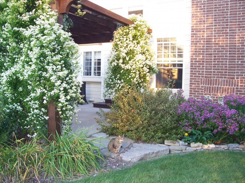 Yard 2009 side pergola.jpg