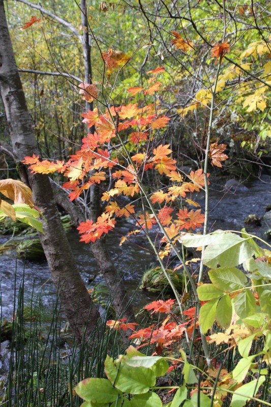 Leaves were changing