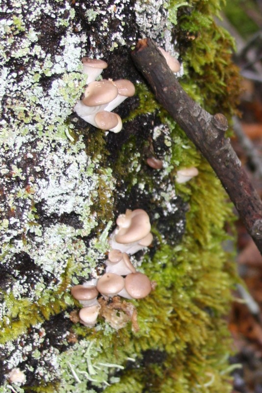 The baby oyster mushrooms