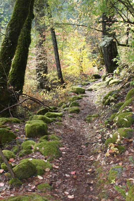 IMG_4705.JPG (5.48 MiB) Viewed 2092 times Gotta keep the looneys on the path