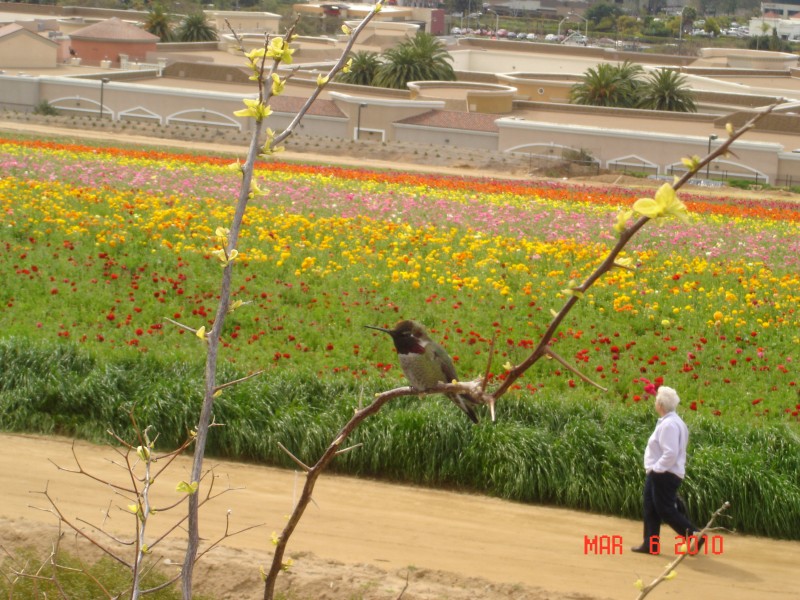 They grow Renunculus for the roots, packaged and sold around the world, and for cut flowers as well.