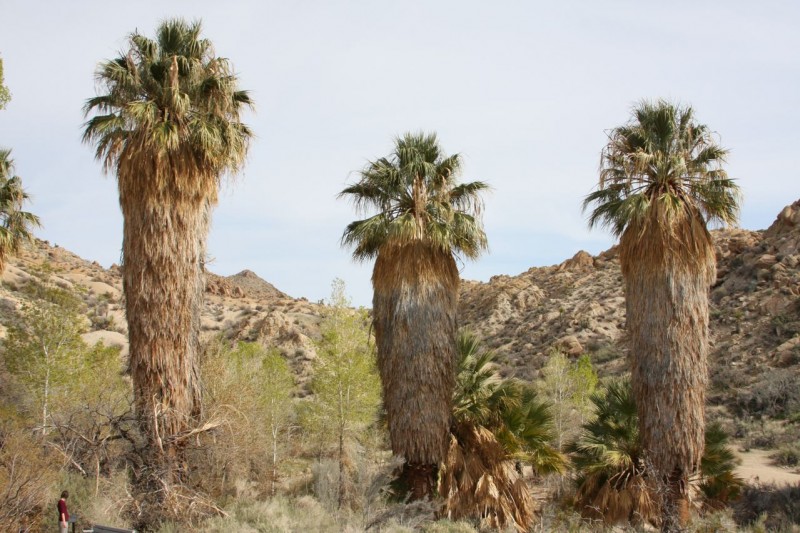 hairy palms