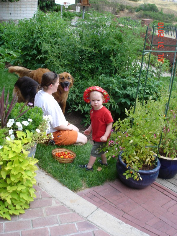 We had good help picking the tomatoes.