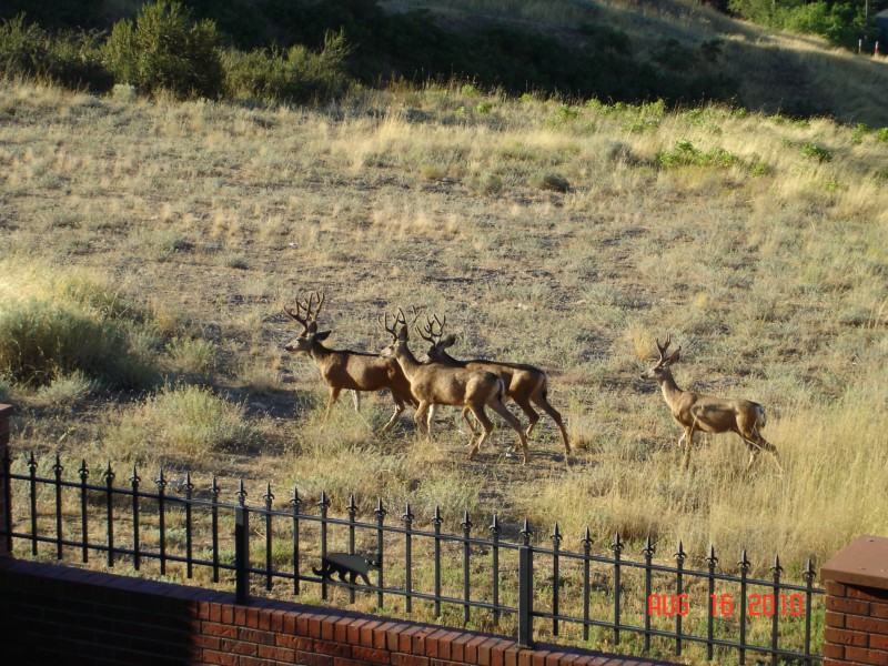 We watched 7 stags graze through the field behind us as we had our morning tea.  One had lots more points than these four, Jon!