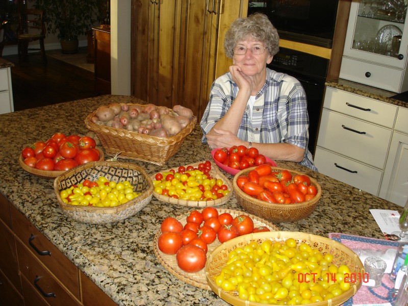 We picked a lot of green tomatoes before we left (could have a frost) and they were all ripe when we returned, and no frost, so another bushel still on the vines!  This is an old picture, gave most of these away or froze them. Picked more than this as we left!  The potatoes were grown from last summer's left overs.