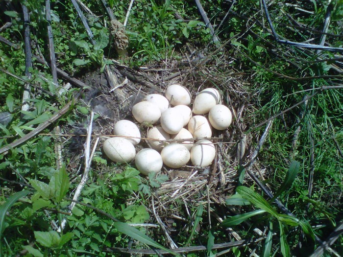 mushroom  and eggs