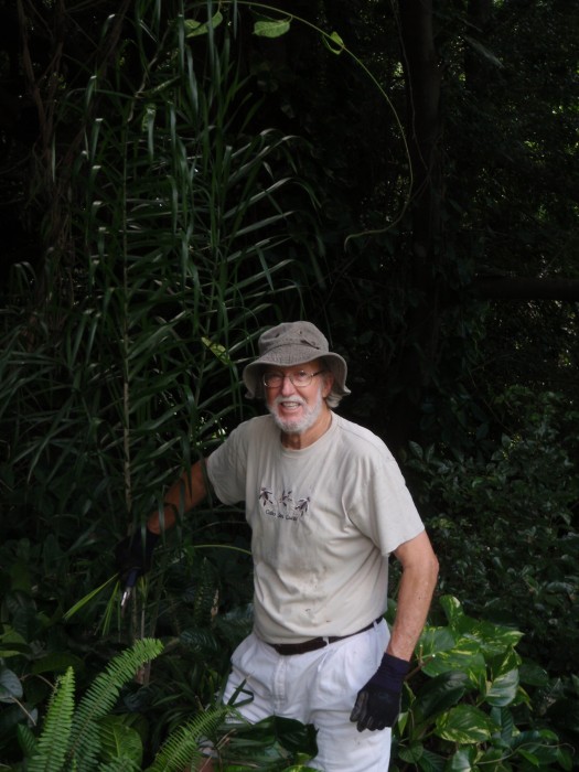 dad really got stuck into the jungle and removing exotic vines.