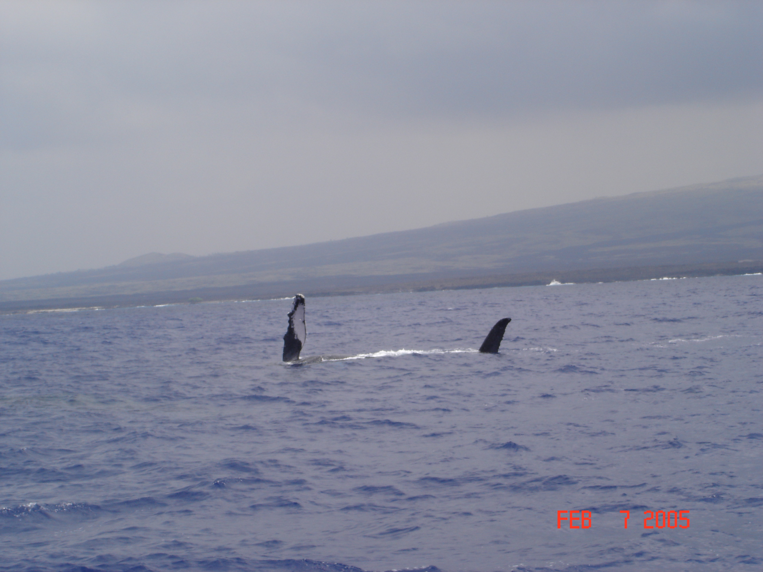 Our whale trip was great.  Here is Mrs. Humpback on her back with her fins in the air.  She's being courted by 2 or 3 males, and by diong this she's telling them that she has a headache!  She would roll and slap her fins on the water.  The males would cru