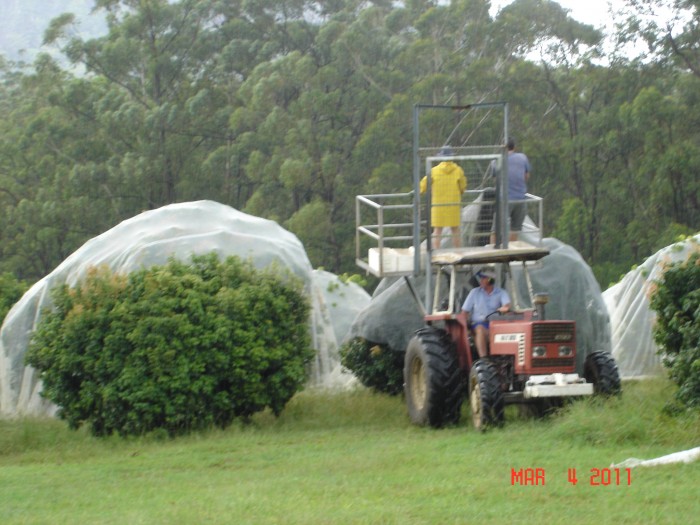 Barb (Margie's sister) and Darrell raise lychees on &quot;The Farm&quot; in the Glass House Mountains.  Here they are pulling the nets off the trees to harvest the fruit.