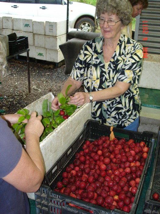 Margie and Judy cleaning and sorting lychees for market.