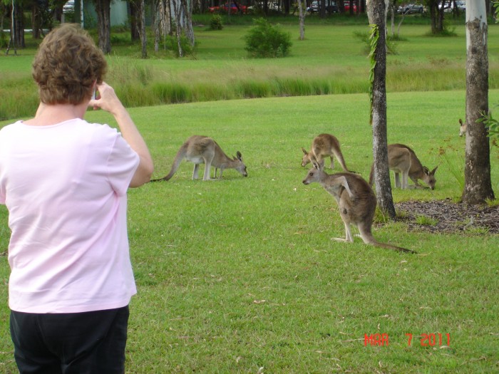 Wallabies at the university campus at Buderim